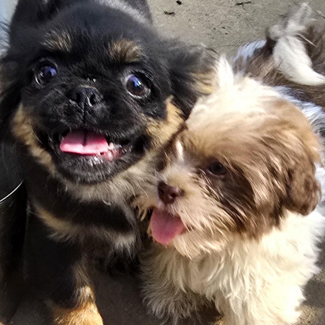 Enlarge Aspen, an adopted Shih Tzu in Athens, AL image 3/4