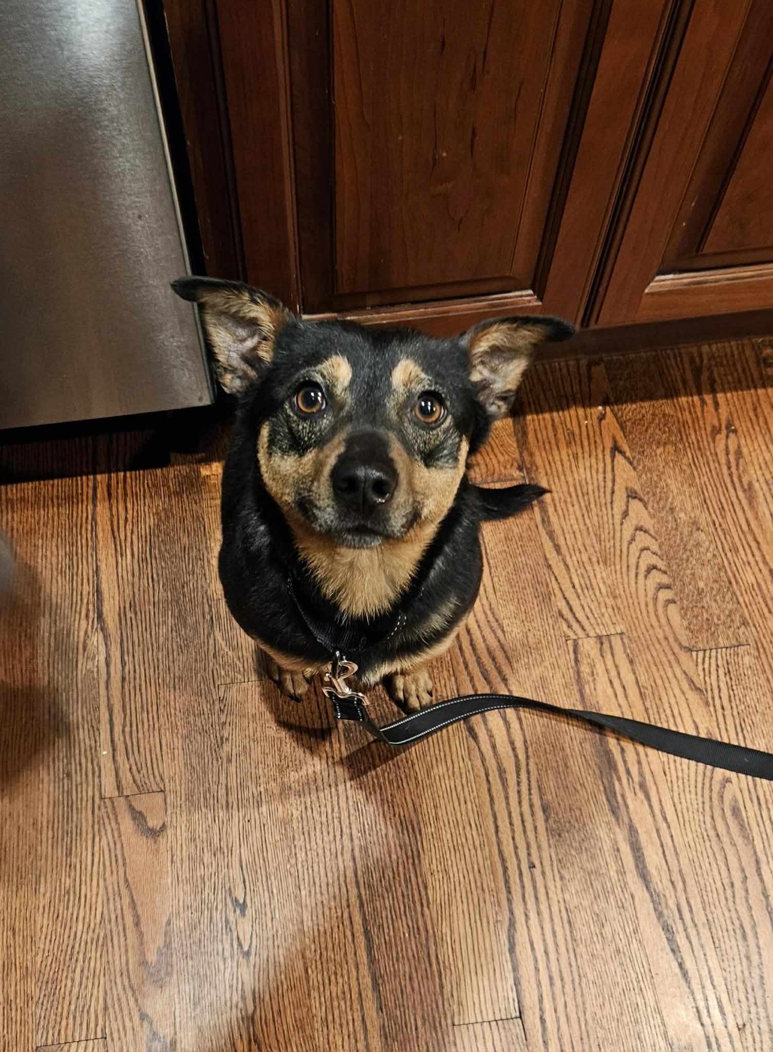 CHICO, Adoptable, Adult Male Miniature Pinscher.