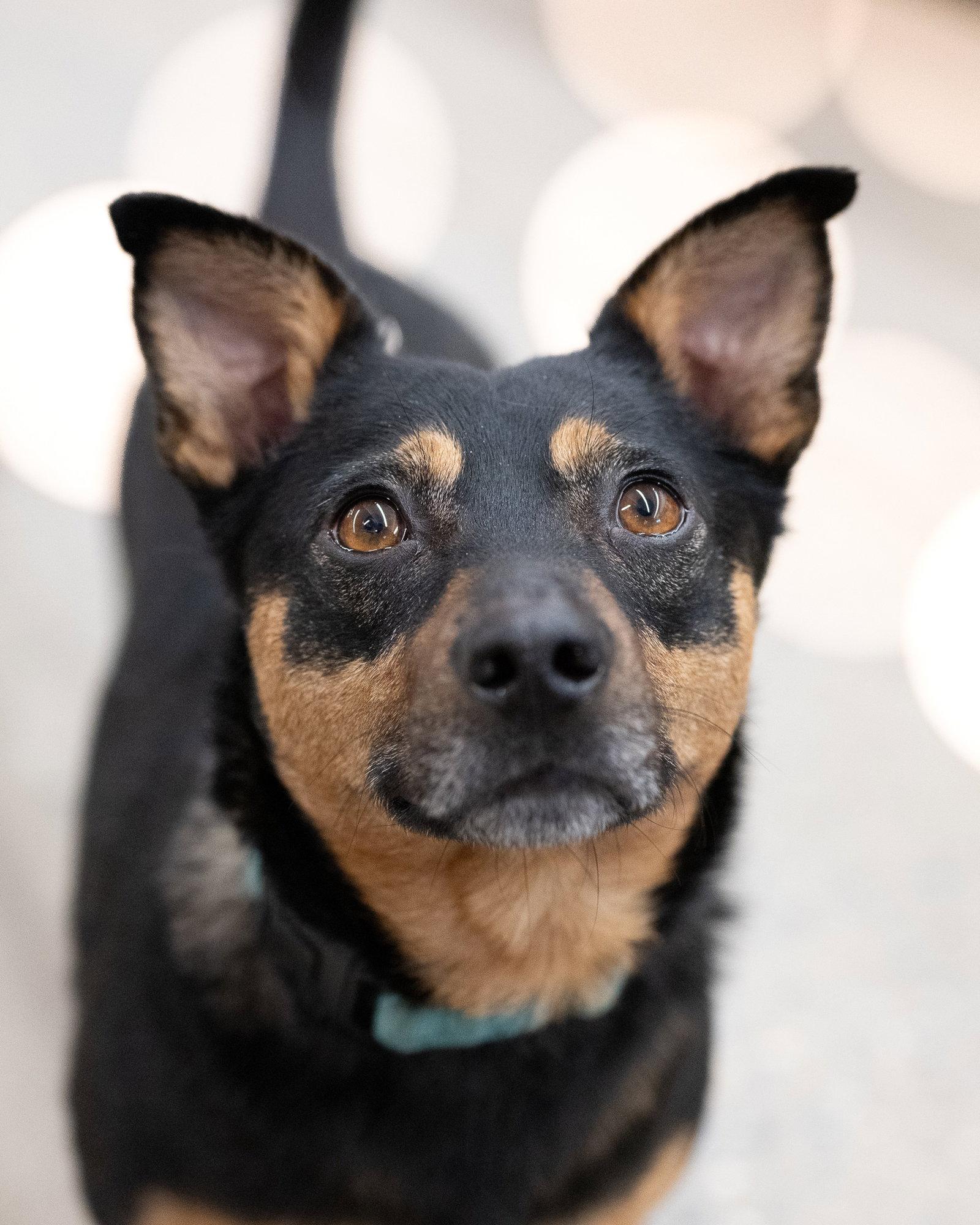 Enlarge CHICO, a Adoptable Miniature Pinscher in Holbrook, NY image 2/3