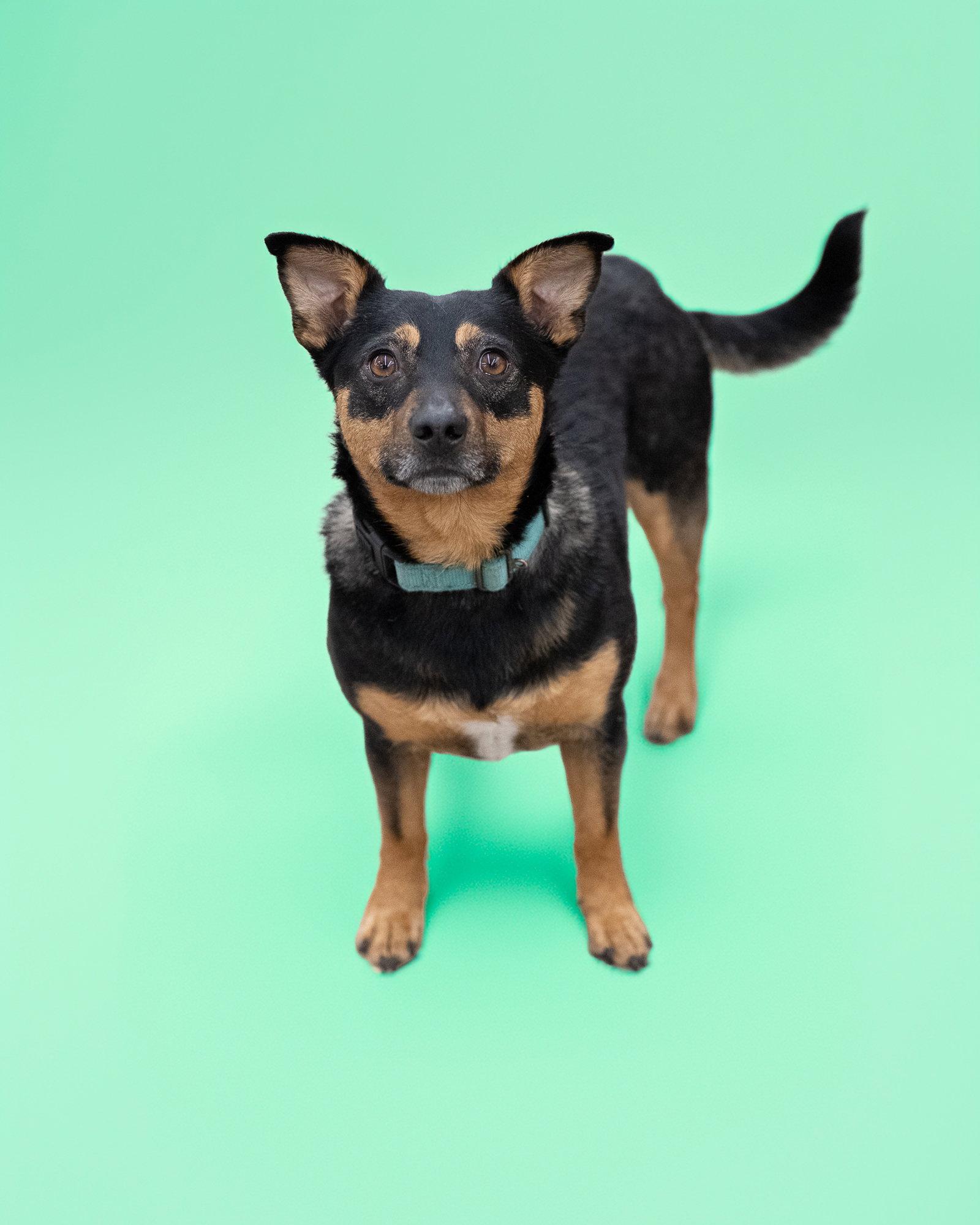 Enlarge CHICO, a Adoptable Miniature Pinscher in Holbrook, NY image 3/3