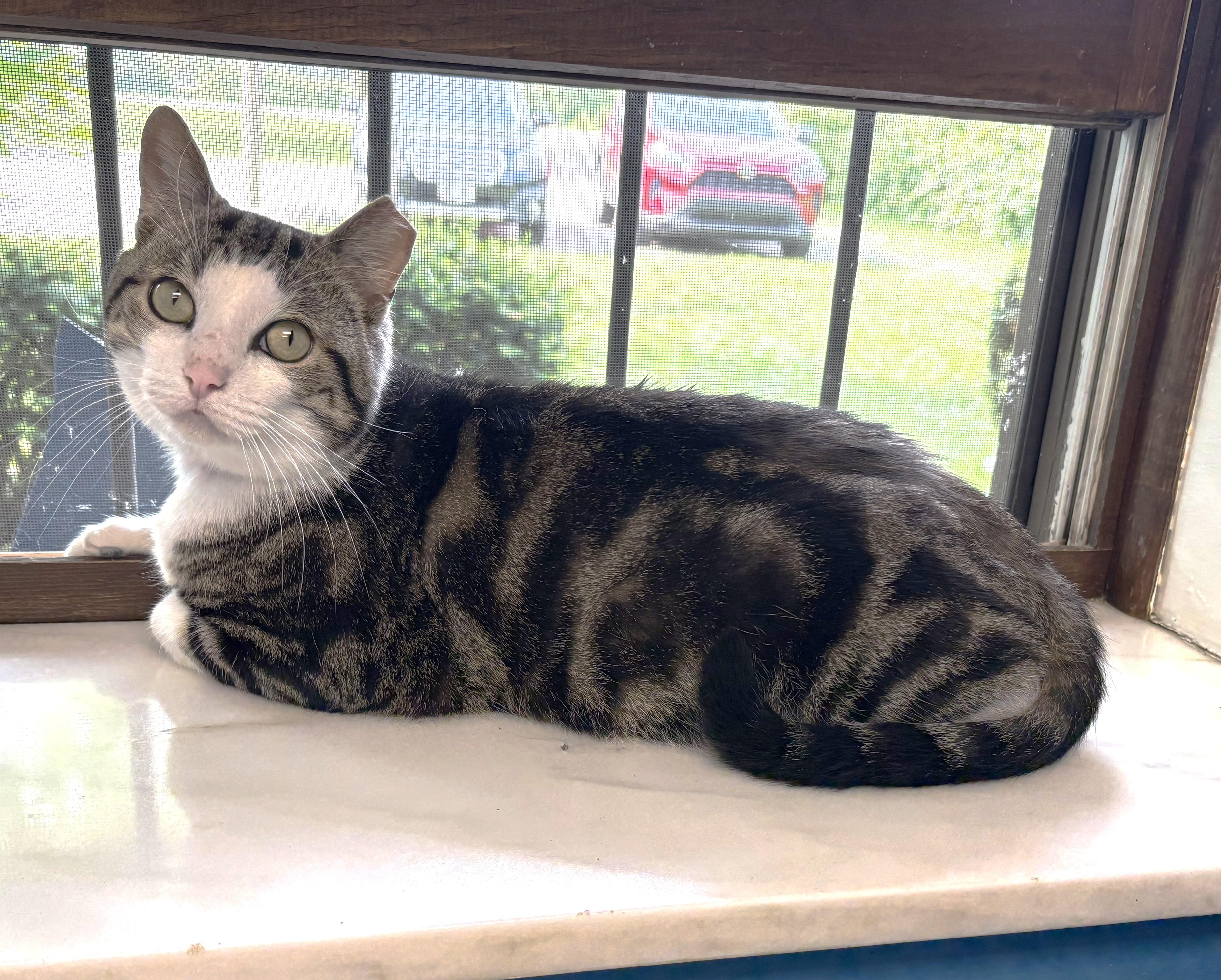 Turbo Tax thumbnail 3