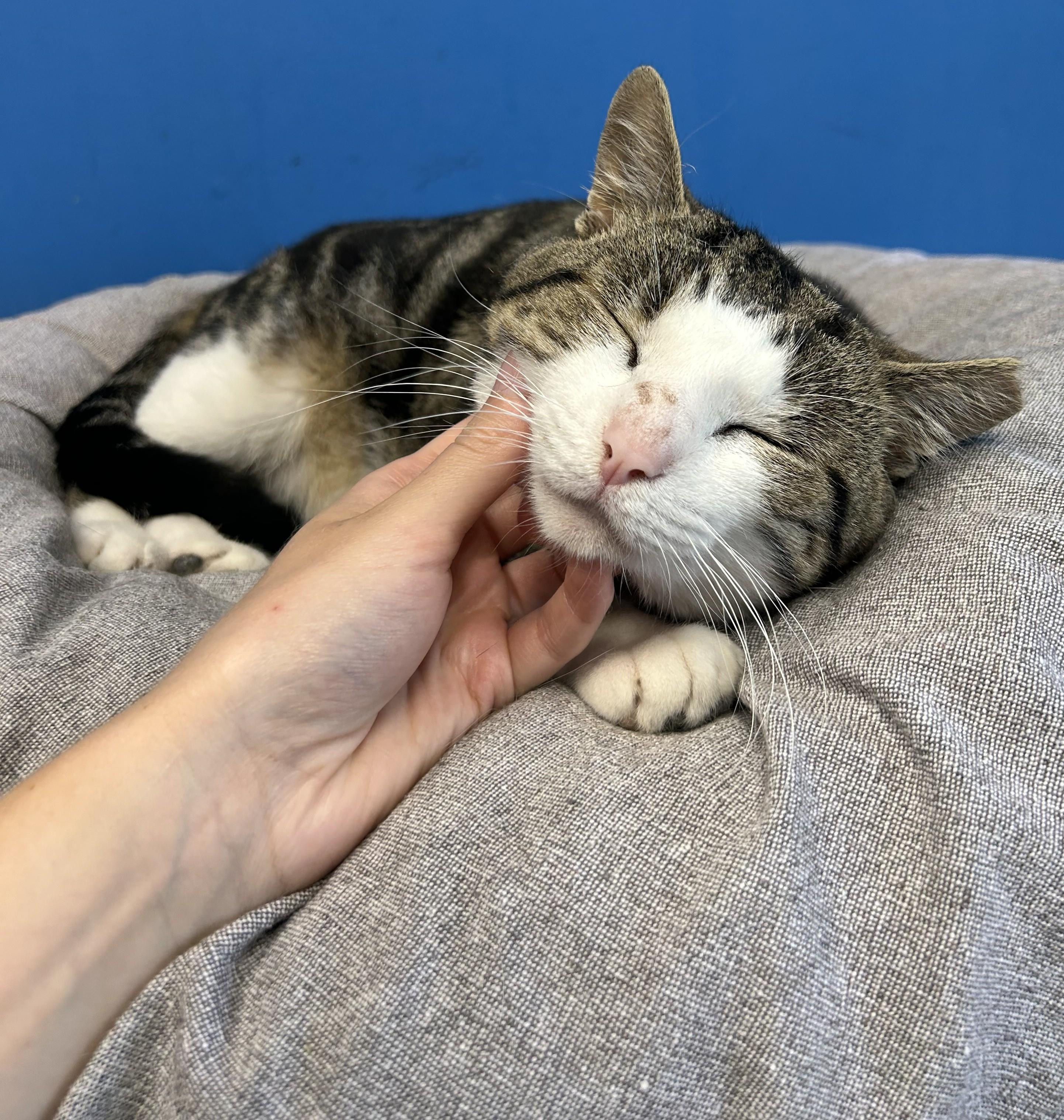 Turbo Tax thumbnail 4