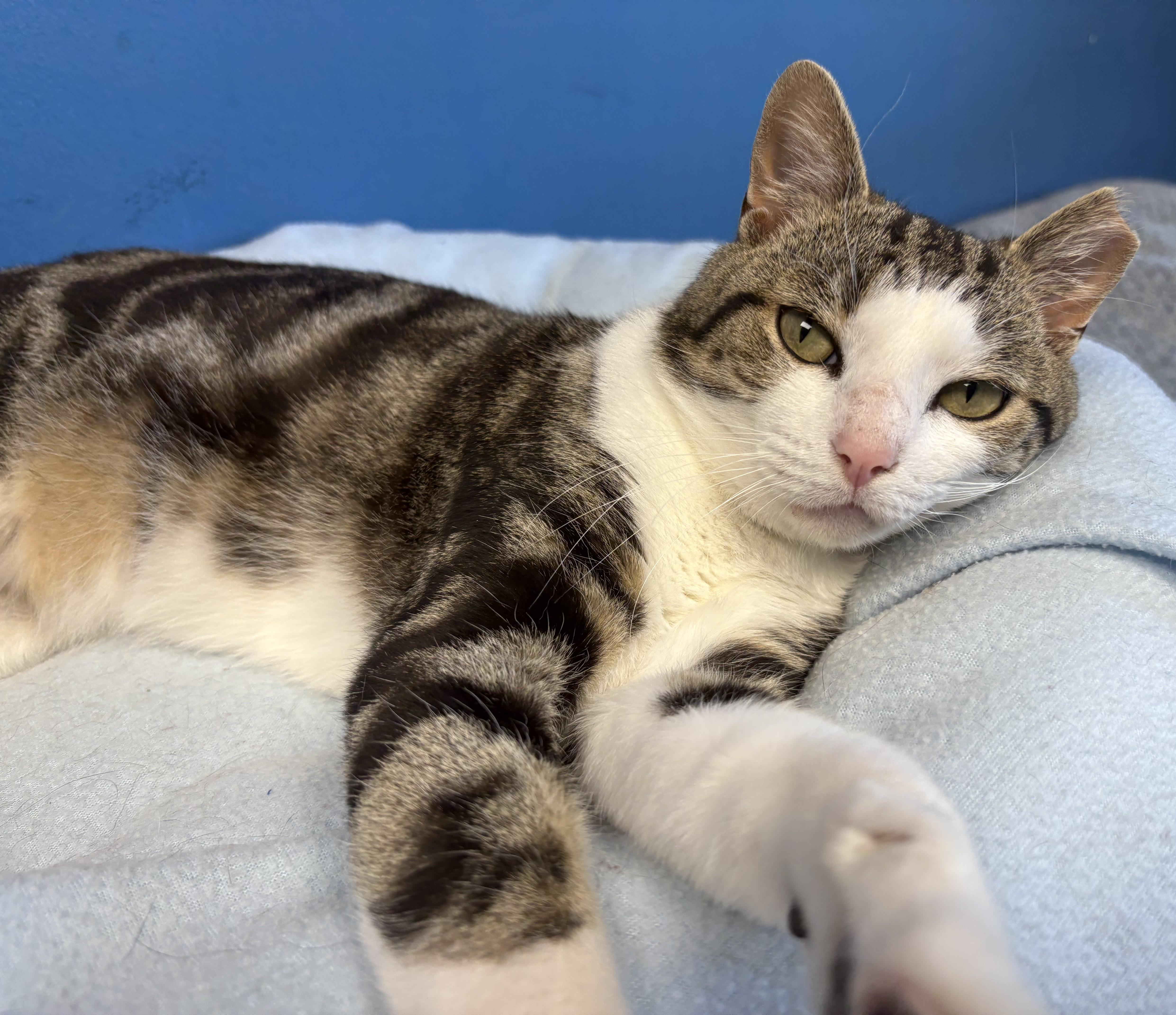 Turbo Tax — thumbnail 4