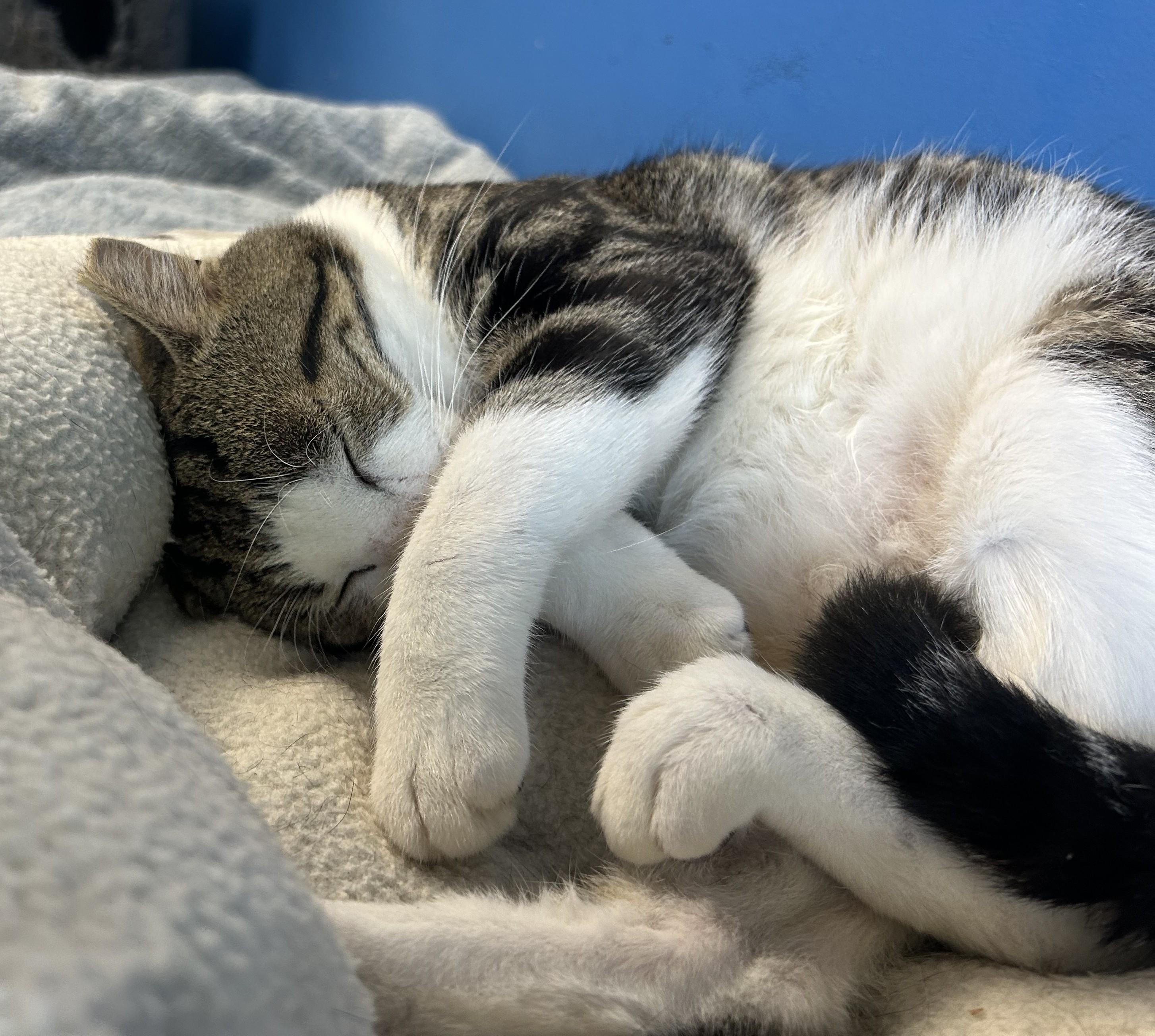 Turbo Tax thumbnail 6