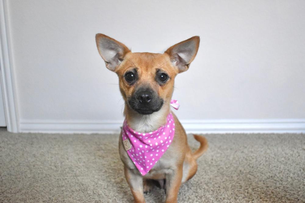 Whitney, Adoptable, Young Female Chihuahua & Shih Tzu.