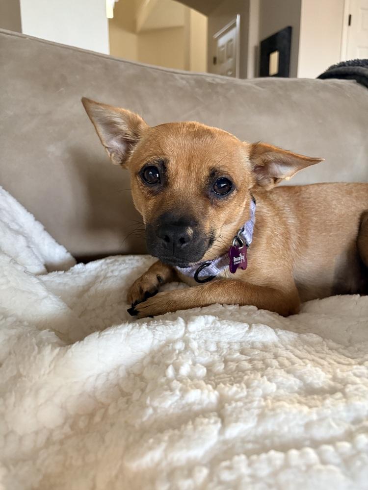 Enlarge Whitney, a Adoptable mixed breed in Frisco, TX image 2/6