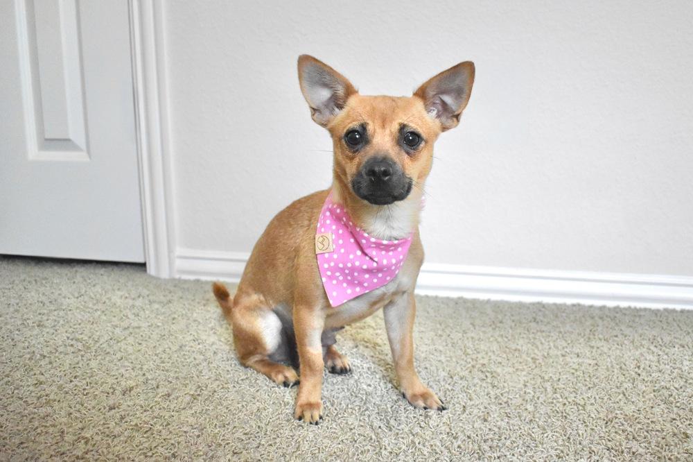 Enlarge Whitney, a Adoptable mixed breed in Frisco, TX image 4/6