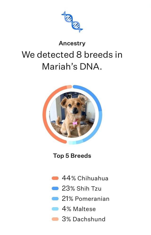 Enlarge Whitney, a Adoptable mixed breed in Frisco, TX image 5/6