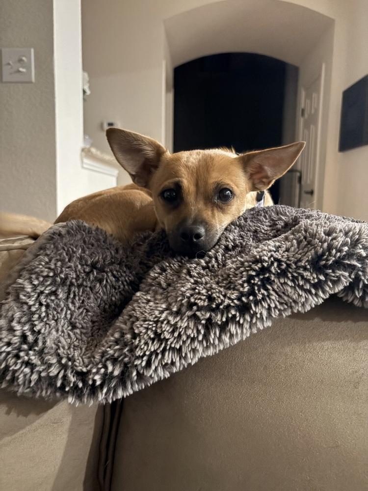 Enlarge Whitney, a Adoptable mixed breed in Frisco, TX image 6/6