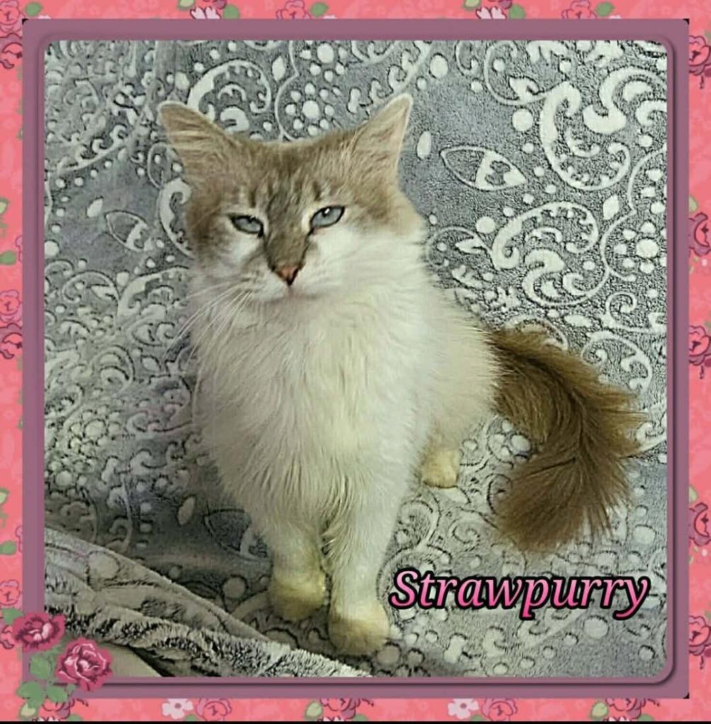 Strawpurry, Adoptable, Adult Female Siamese.