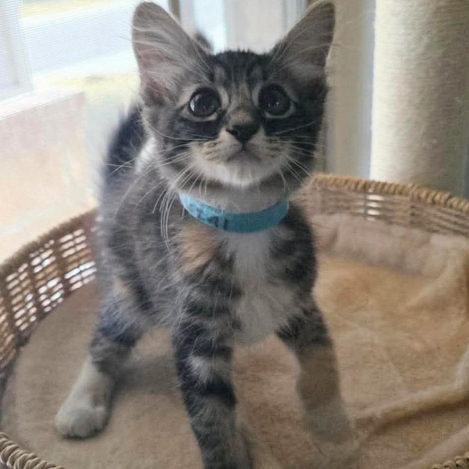 Hattie, Adoptable, Kitten Female Maine Coon & Domestic Short Hair.