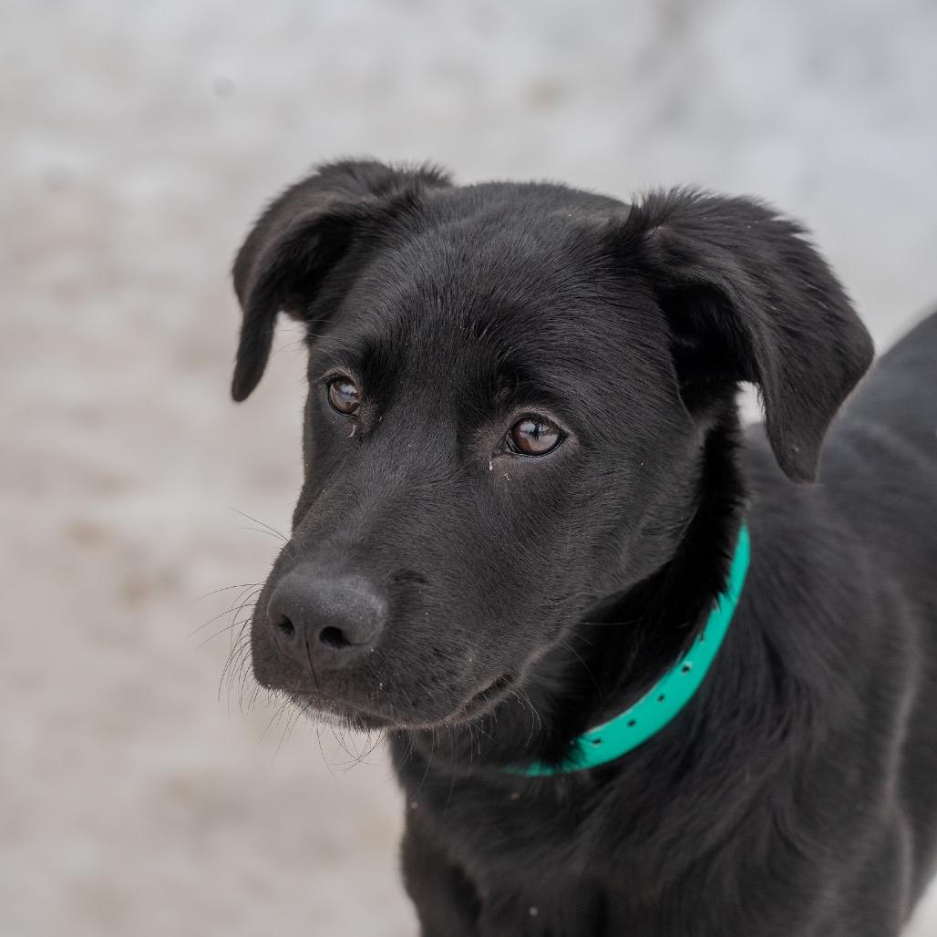 Chicken, Adoptable, Puppy Female Labrador Retriever & Shepherd.