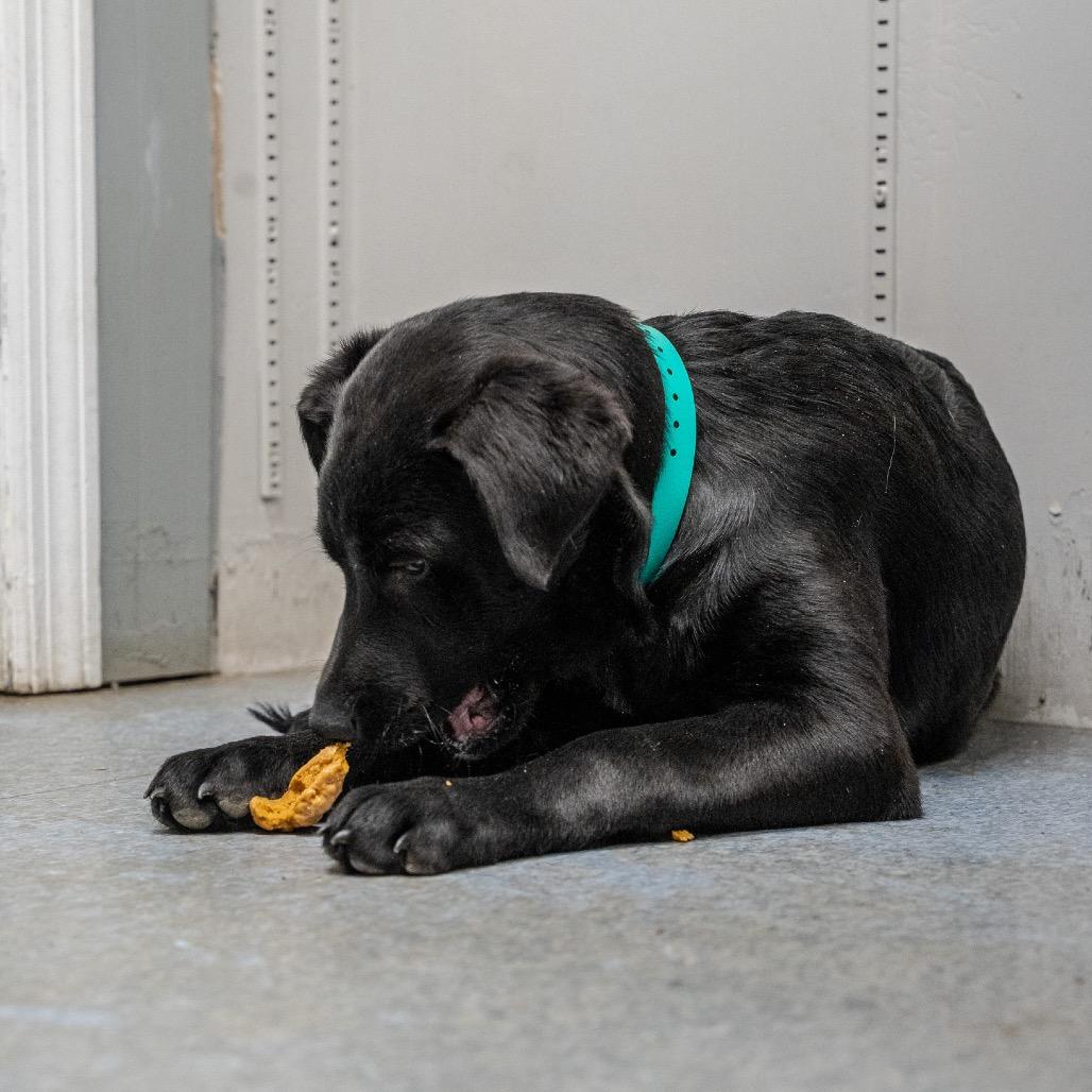 Enlarge Chicken, a Adoptable mixed breed in Pawling, NY image 2/6