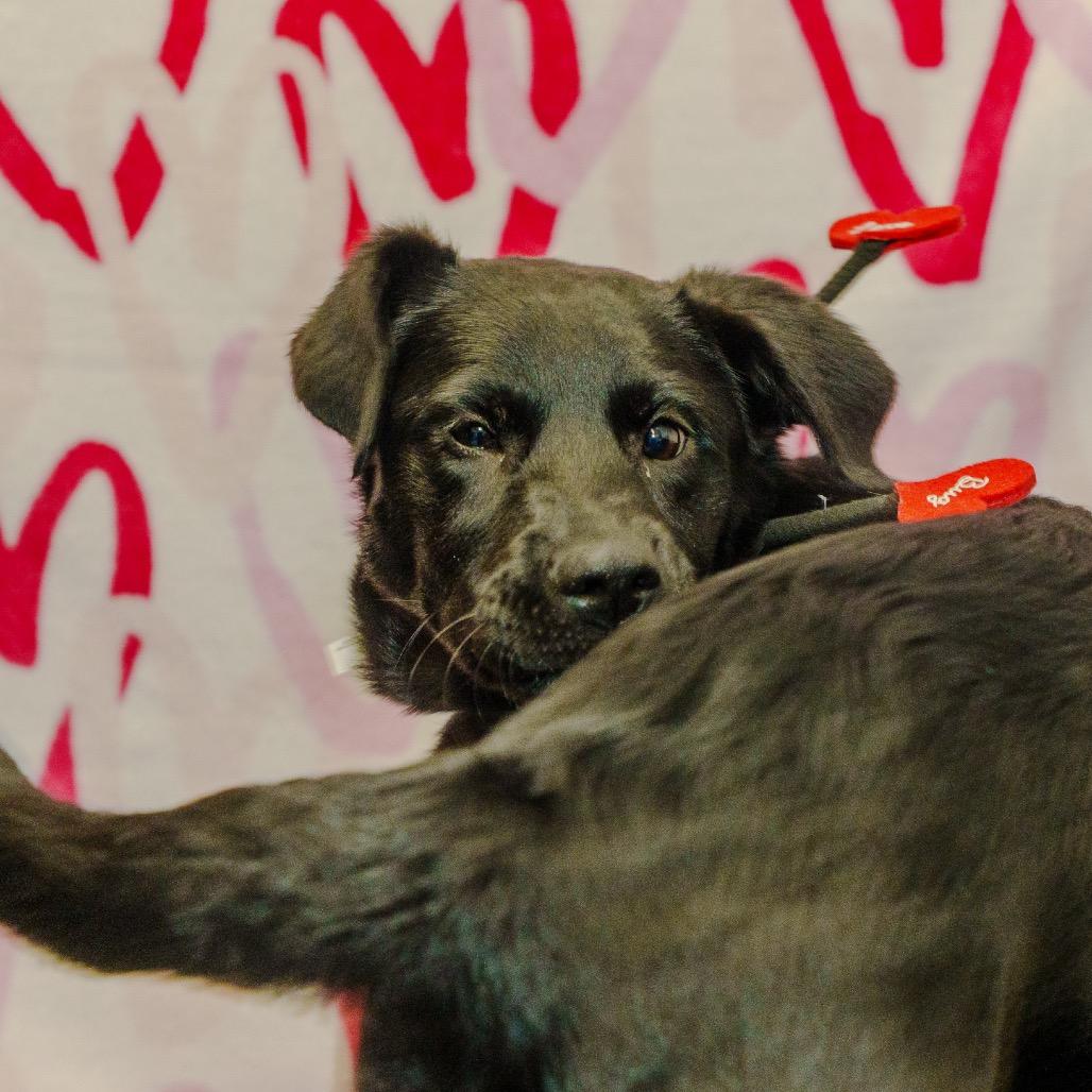 Enlarge Chicken, a Adoptable mixed breed in Pawling, NY image 3/6