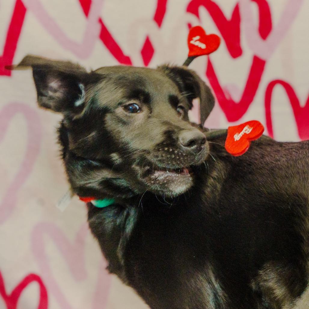 Enlarge Chicken, a Adoptable mixed breed in Pawling, NY image 4/6