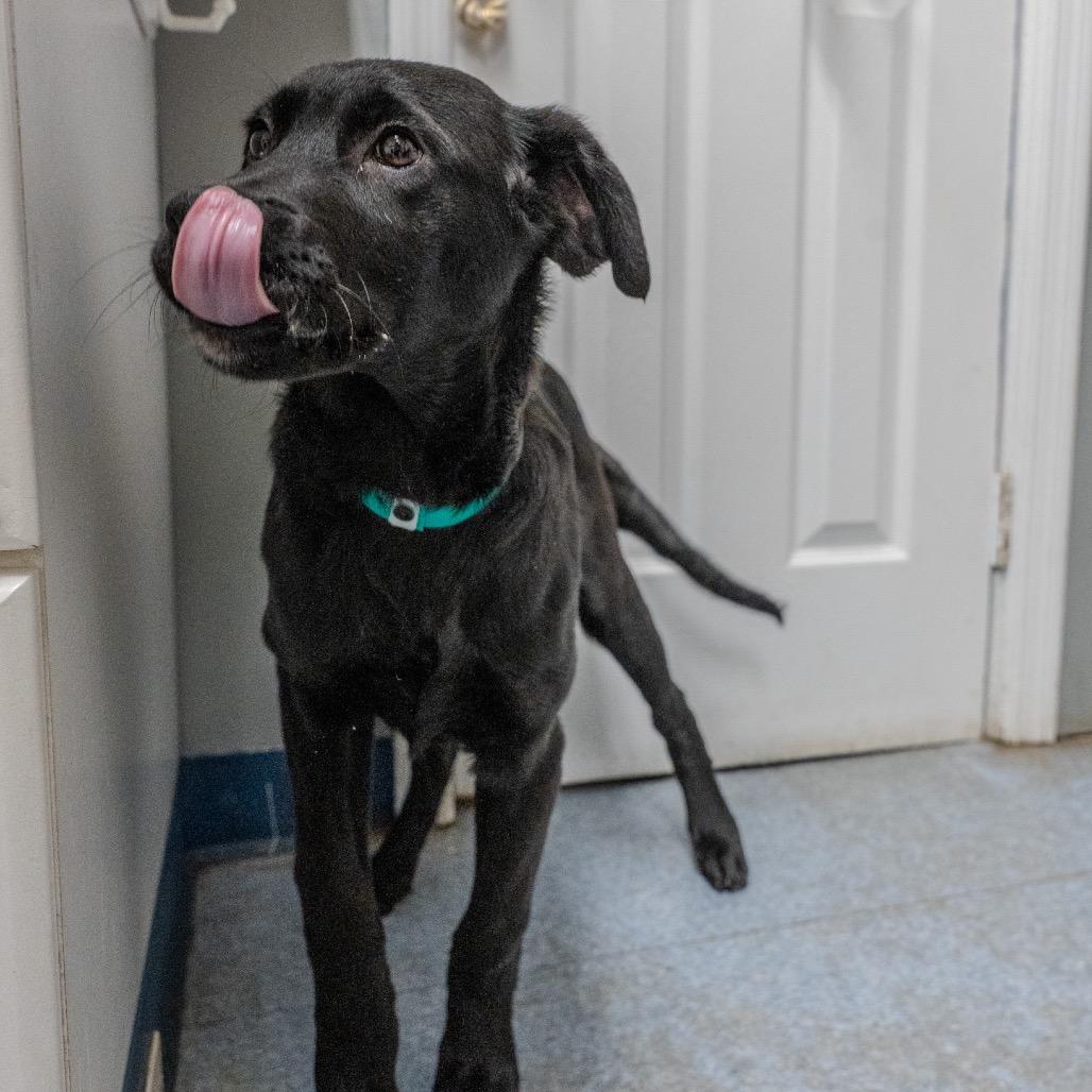 Enlarge Chicken, a Adoptable mixed breed in Pawling, NY image 5/6