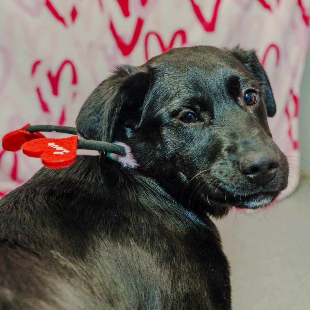 Enlarge Chicken, a Adoptable mixed breed in Pawling, NY image 6/6