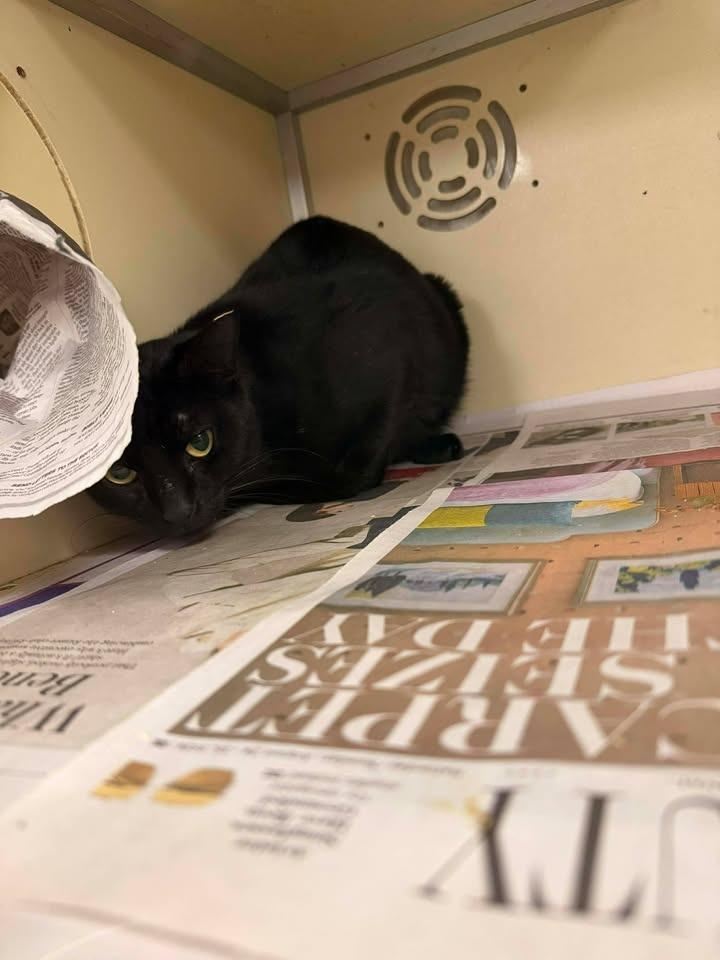 Enlarge black cat issaks, a Adoptable Domestic Short Hair in Humble, TX image 1/1