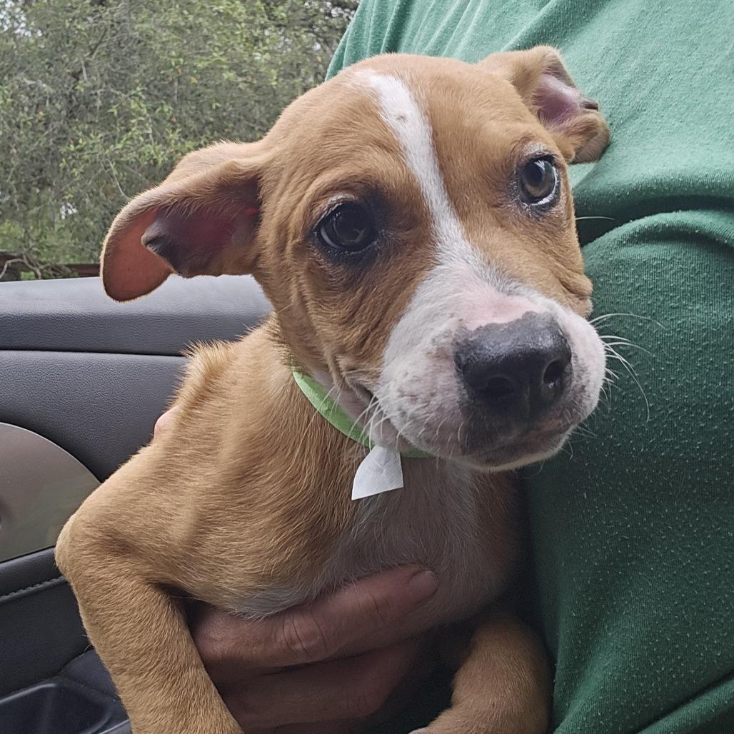 Wrinkles, Adoptable, Adult Male American Staffordshire Terrier & Australian Cattle Dog / Blue Heeler.