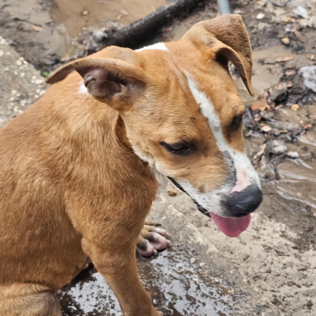 Enlarge Wrinkles, a Adoptable mixed breed in Melrose, FL image 2/5