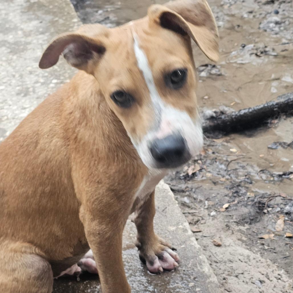 Enlarge Wrinkles, a Adoptable mixed breed in Melrose, FL image 3/5