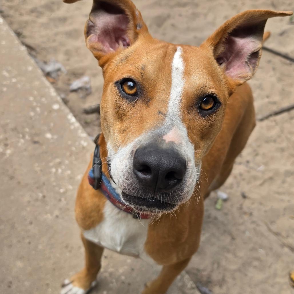 Enlarge Wrinkles, a Adoptable mixed breed in Melrose, FL image 4/5