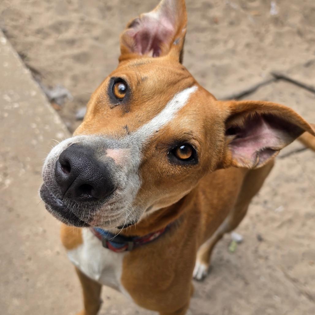 Enlarge Wrinkles, a Adoptable mixed breed in Melrose, FL image 5/5