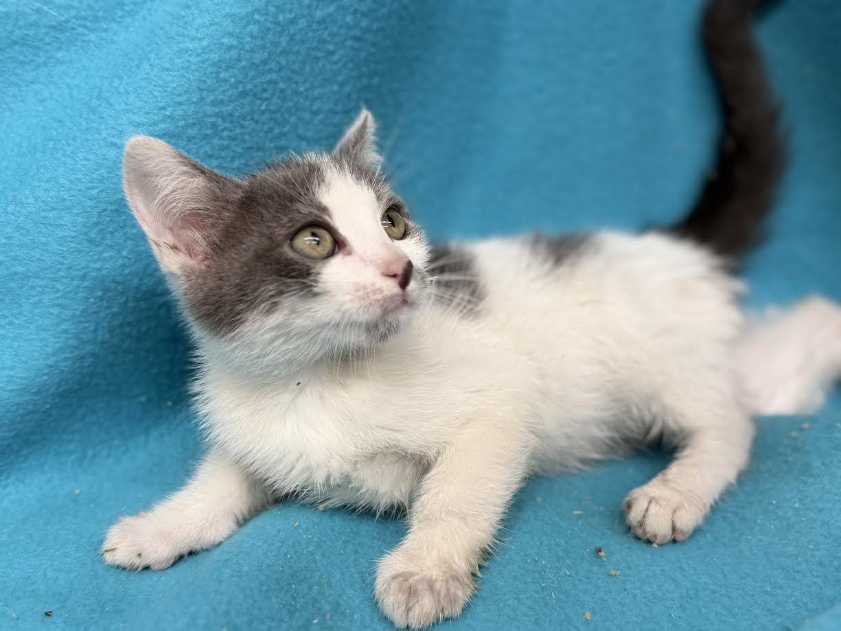 Galaxy, adopted, Young Female Domestic Short Hair.
