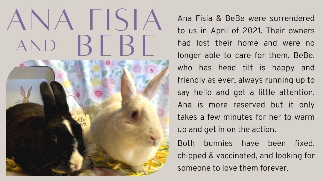 ANA FISIA & BEBE (BONDED PAIR), Adopted, Adult Female Bunny Rabbit.
