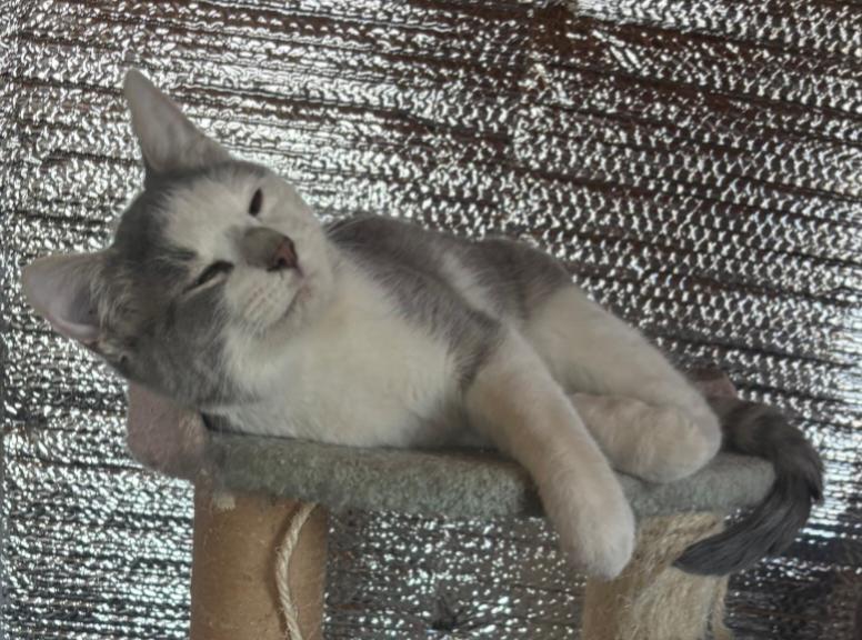 Shota, a ADOPTABLE Domestic Short Hair in Elizabeth, IL image 2/2