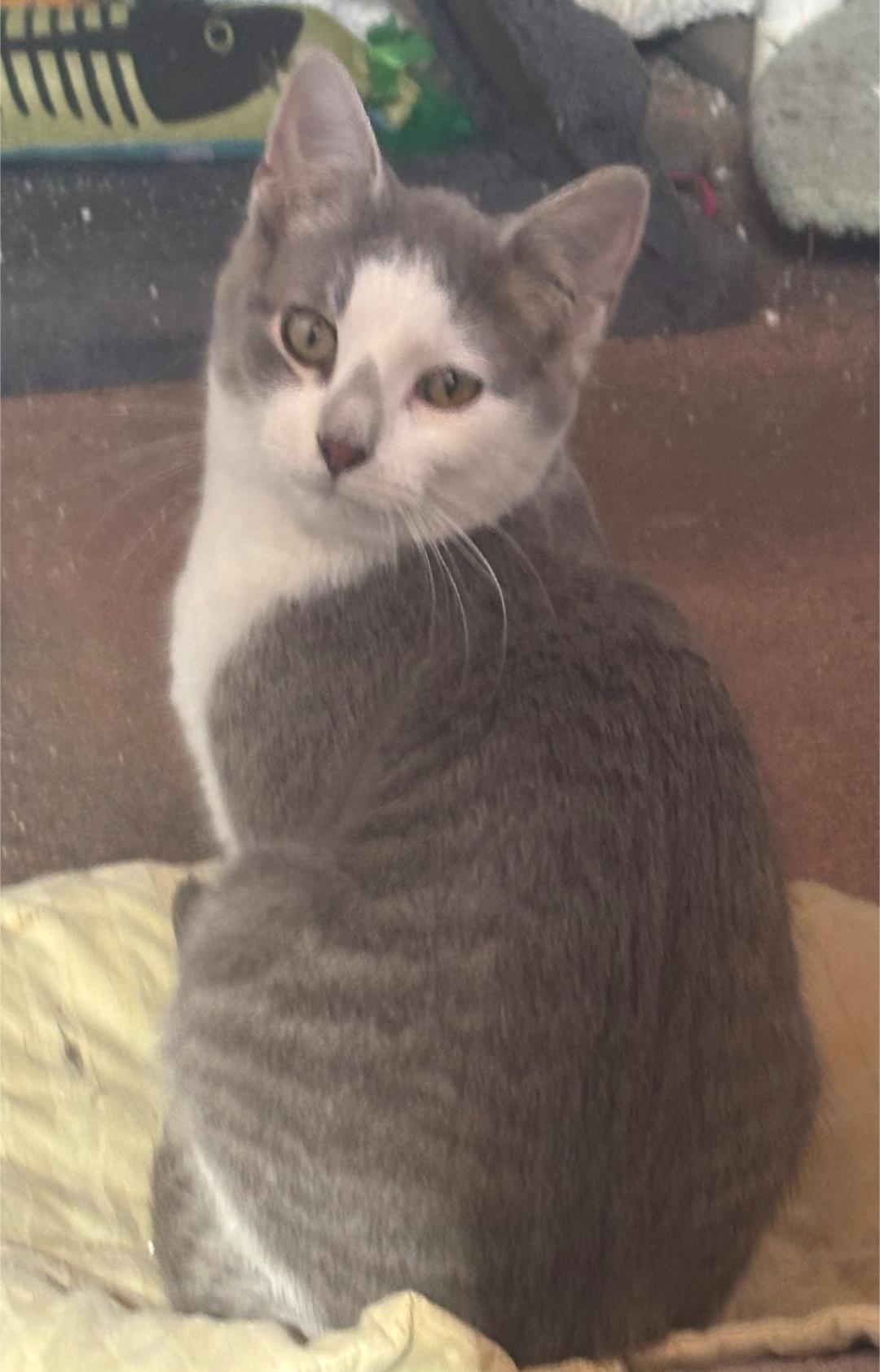 Shota, a ADOPTABLE Domestic Short Hair in Elizabeth, IL image 1/2