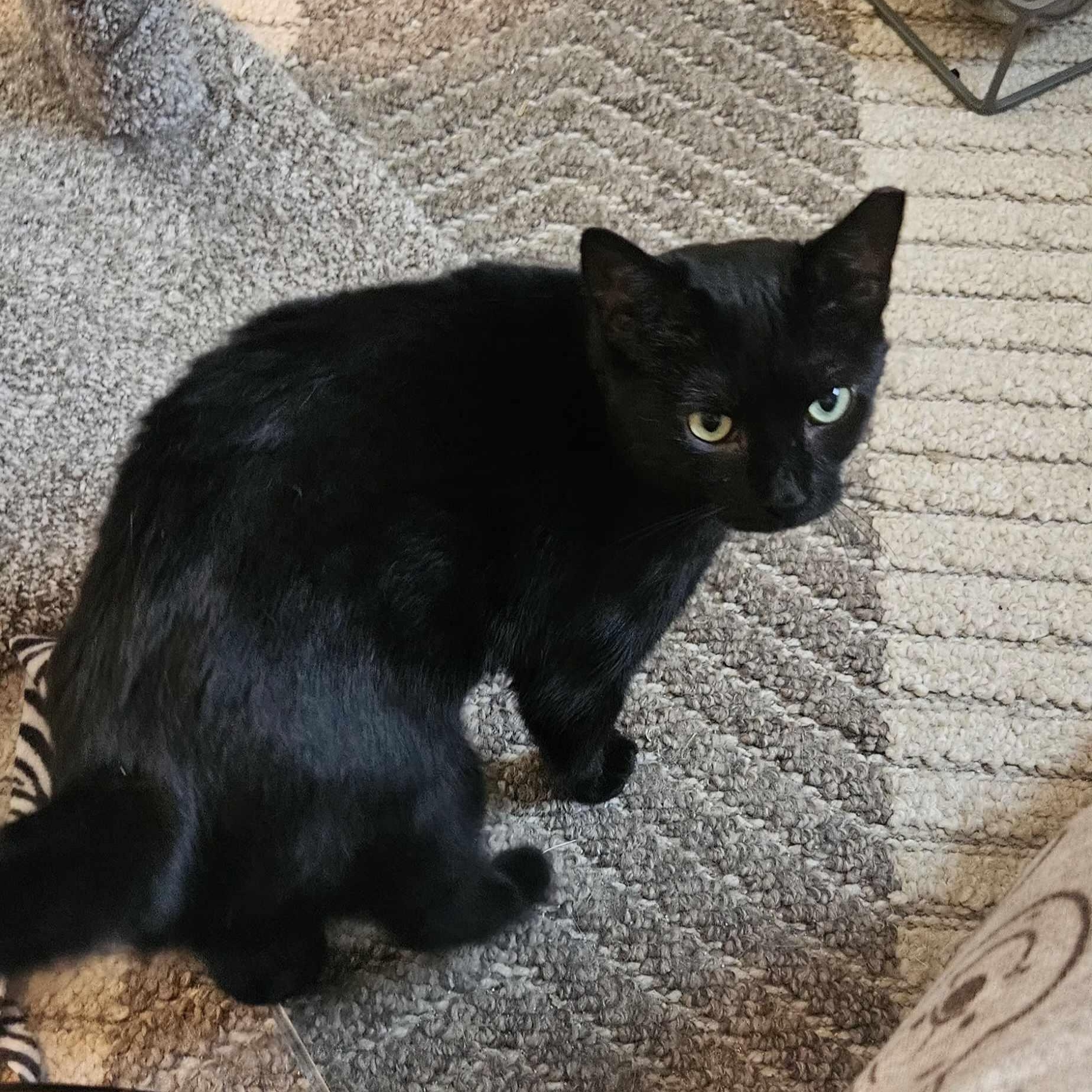 Enlarge Lottie, a Adoptable Domestic Short Hair in Rochester, NY image 2/4