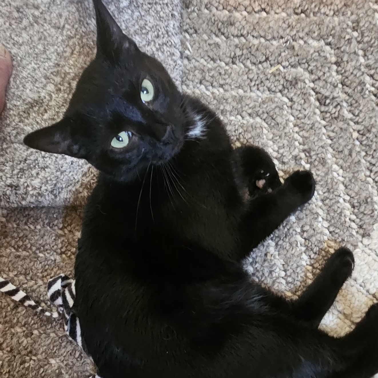 Enlarge Lottie, a Adoptable Domestic Short Hair in Rochester, NY image 4/4