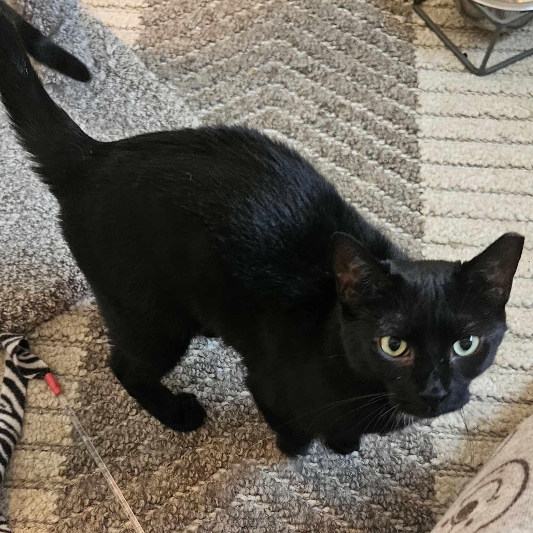 Enlarge Lottie, a Adoptable Domestic Short Hair in Rochester, NY image 1/4