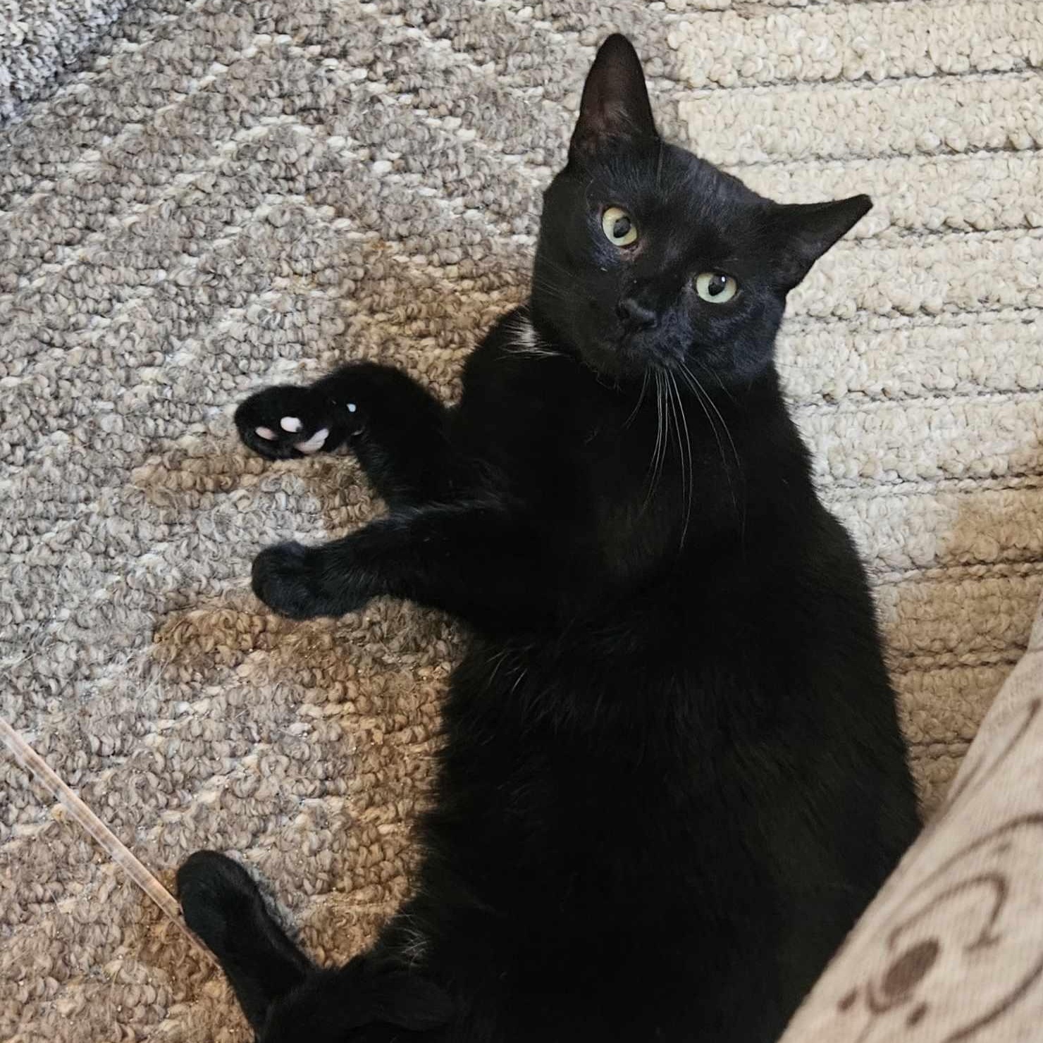 Enlarge Lottie, a Adoptable Domestic Short Hair in Rochester, NY image 3/4