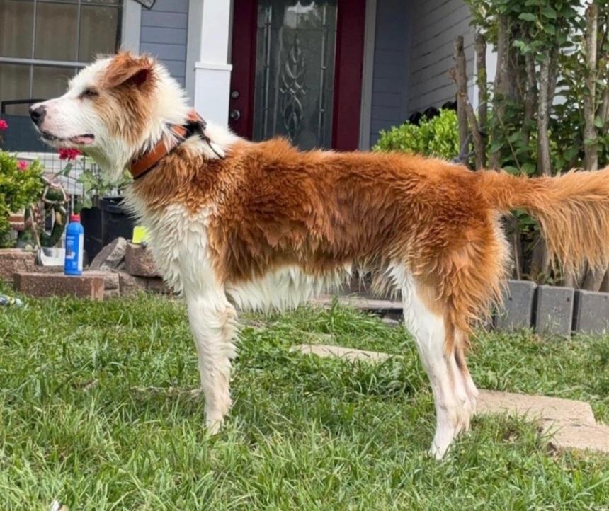 Bobby, adopted, Adult Male Husky & Border Collie.