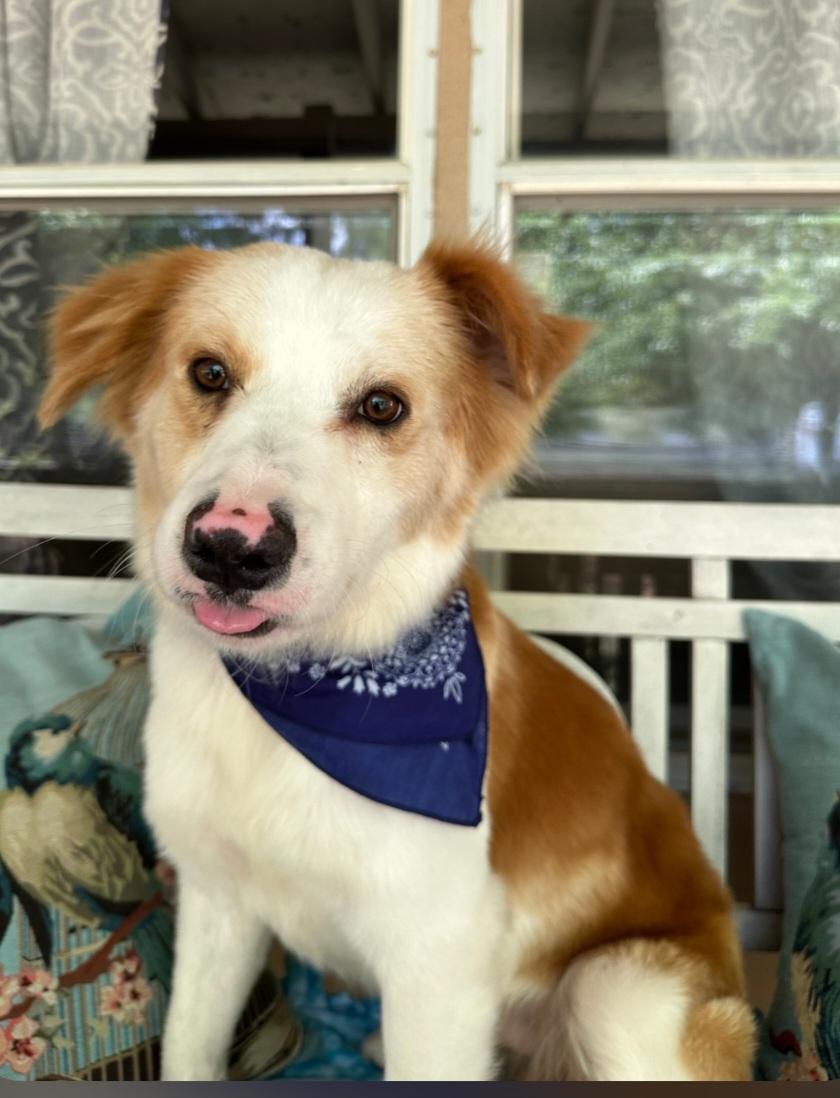 Enlarge Bobby, an adopted mixed breed in Rocky Hill, CT image 3/4
