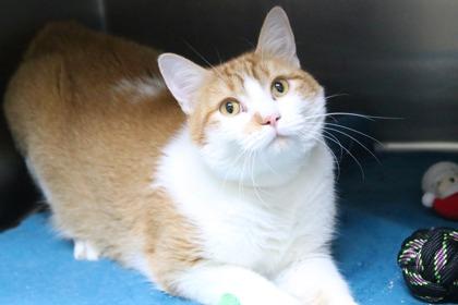 Chunk Norris, Adoptable, Adult Male Domestic Short Hair & Domestic Short Hair.