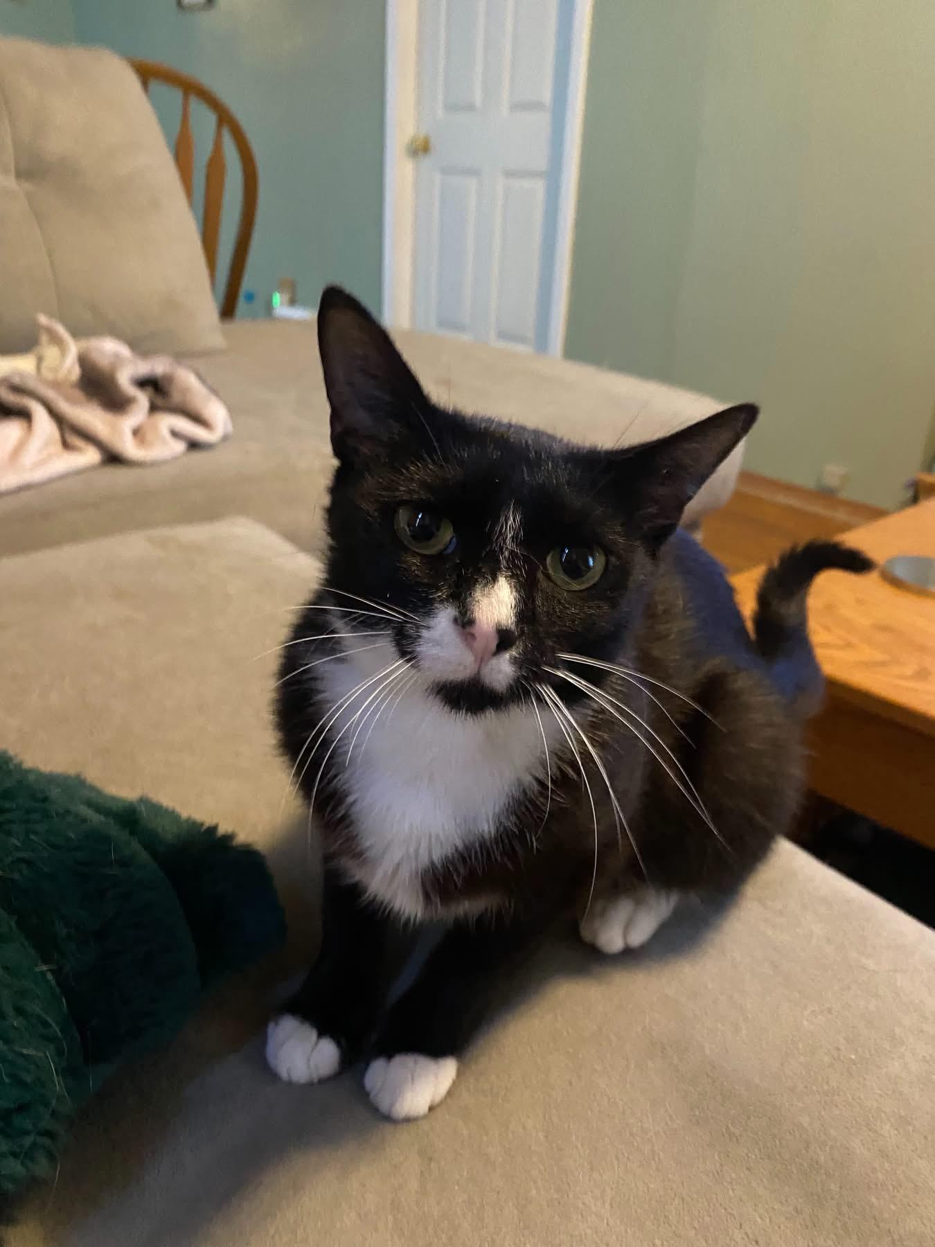 Valentina, adoptable, Adult Female Domestic Short Hair.