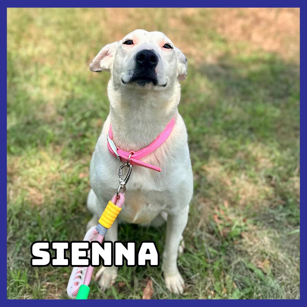 Sienna, Adoptable, Young Female Border Collie & American Staffordshire Terrier.