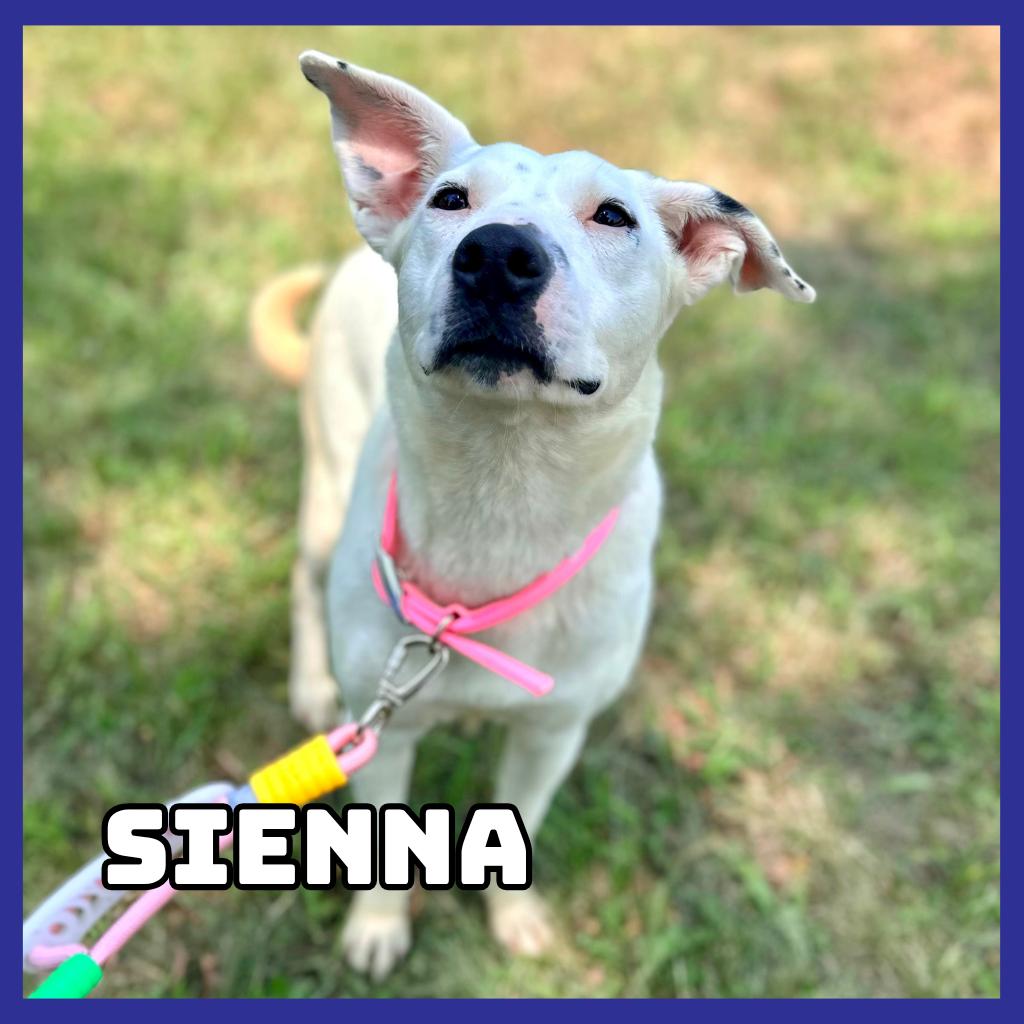 Sienna, a Adoptable mixed breed in Glenwood, MN image 2/4