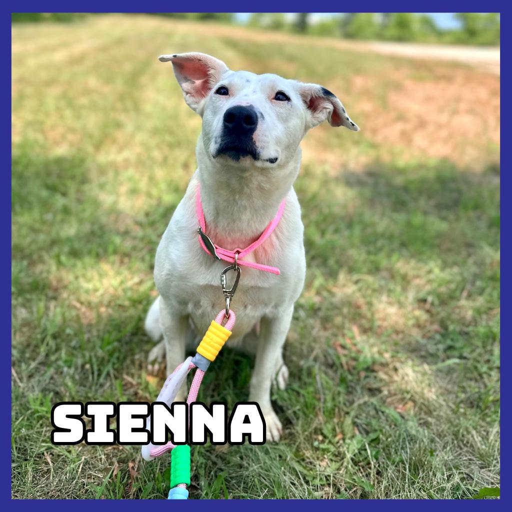 Sienna, a Adoptable mixed breed in Glenwood, MN image 3/4