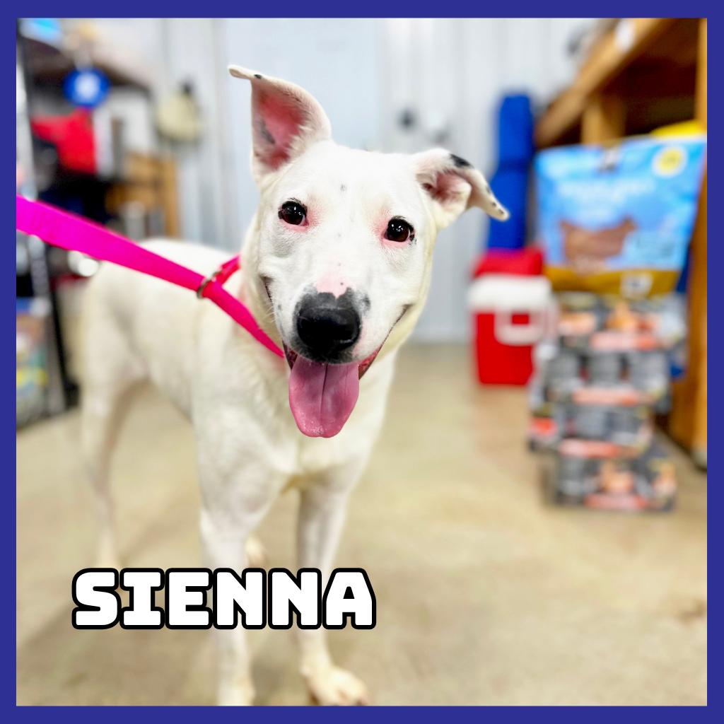 Sienna, a Adoptable mixed breed in Glenwood, MN image 4/4