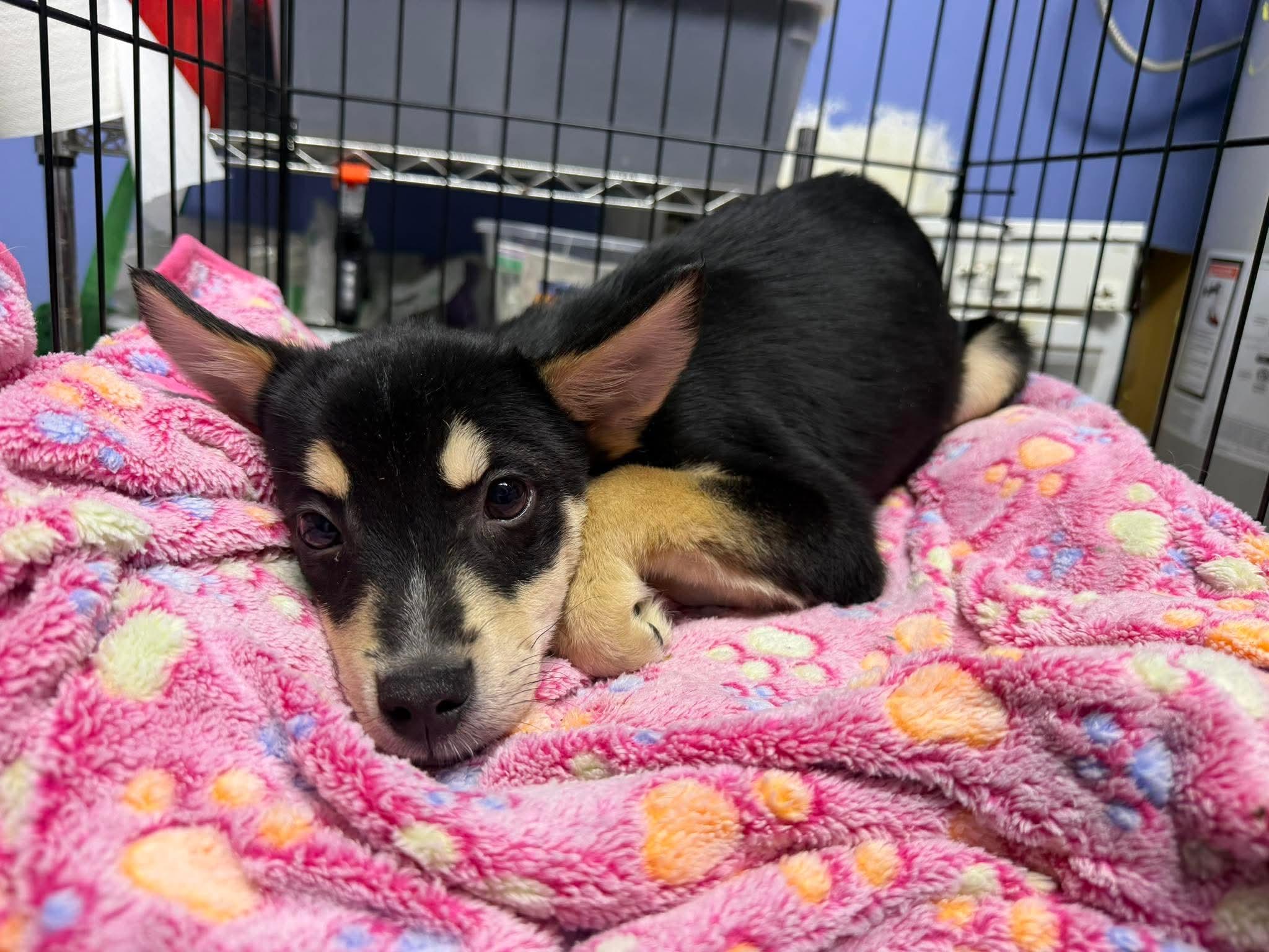 Taco, ADOPTABLE, Young Male Terrier.