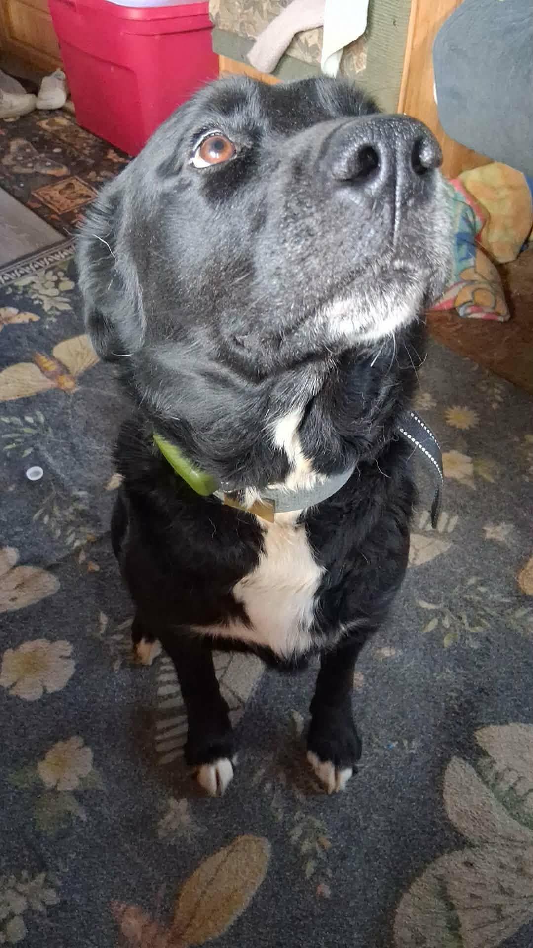 Enlarge Pershia , a ADOPTABLE Black Labrador Retriever in Shelton, WA image 3/3