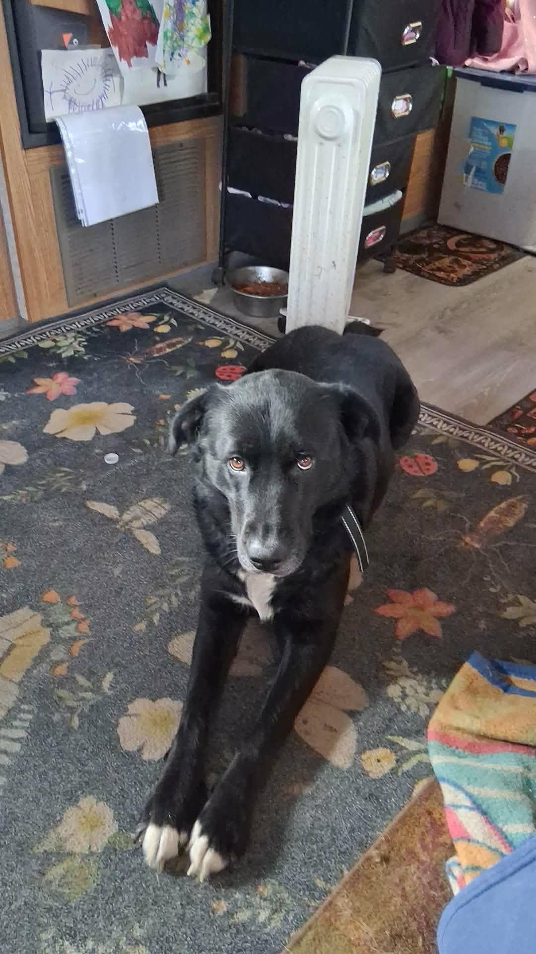 Enlarge Pershia , a ADOPTABLE Black Labrador Retriever in Shelton, WA image 1/3