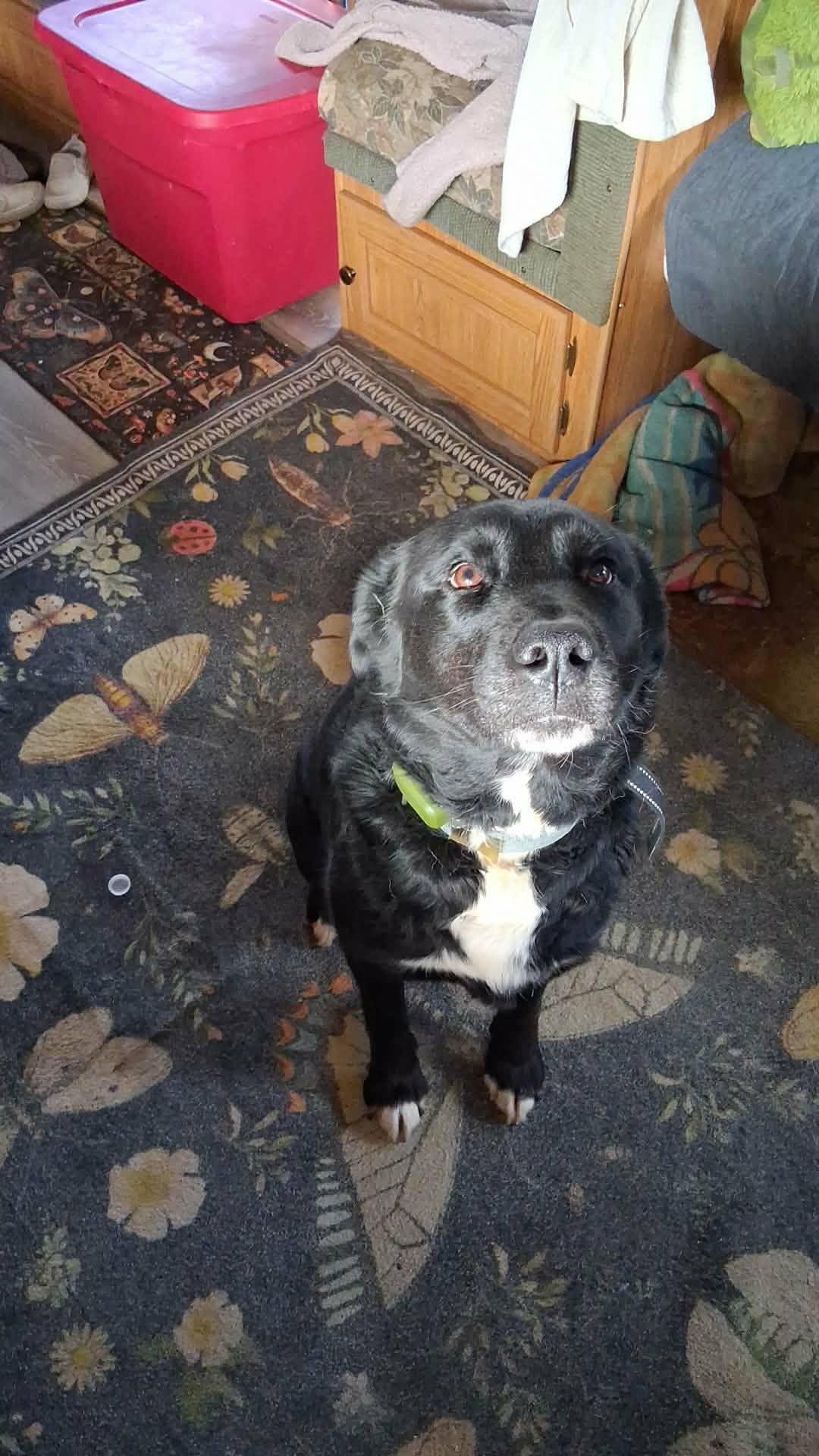 Enlarge Pershia , a ADOPTABLE Black Labrador Retriever in Shelton, WA image 2/3