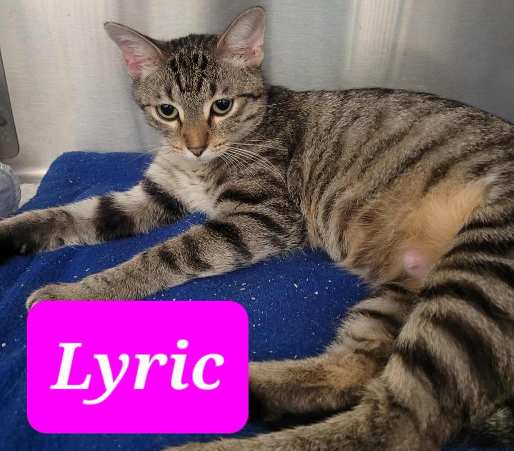 Enlarge Lyric, a Adoptable mixed breed in Republic, MO image 1/2