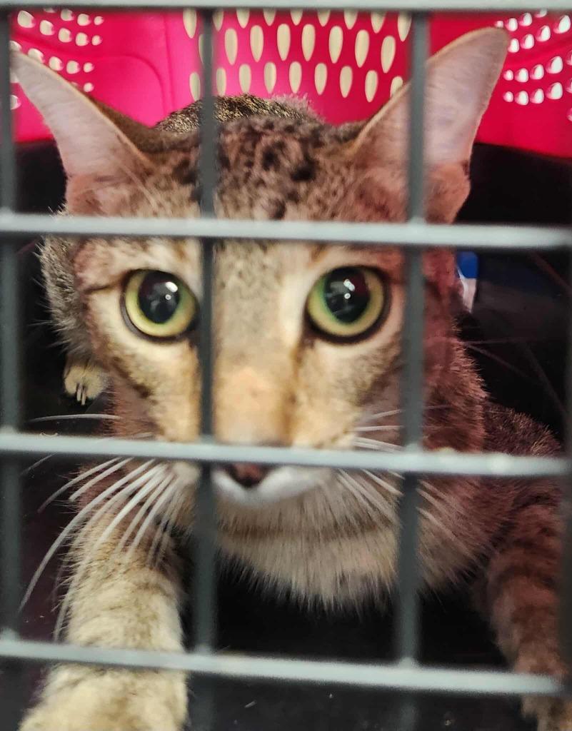 Lyric, a Adoptable mixed breed in Republic, MO image 2/2