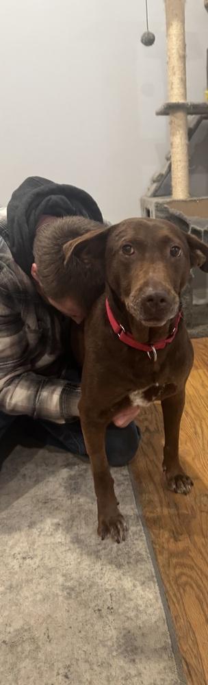 Brownie, a Adoptable mixed breed in Willingboro, NJ image 1/6